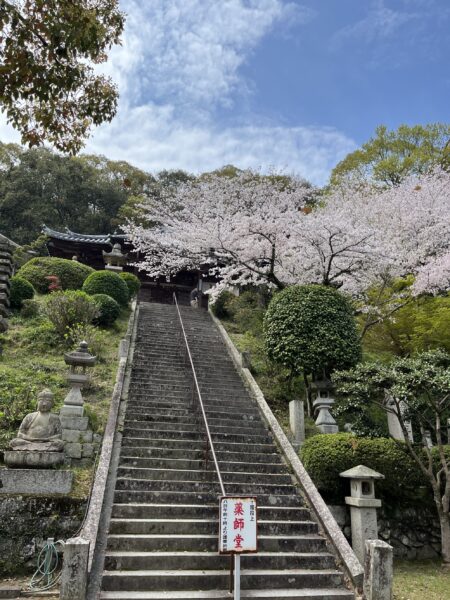 2024年　桜開花予想